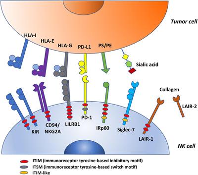 Inhibitory Receptors and Checkpoints in Human NK Cells, Implications for the Immunotherapy of Cancer